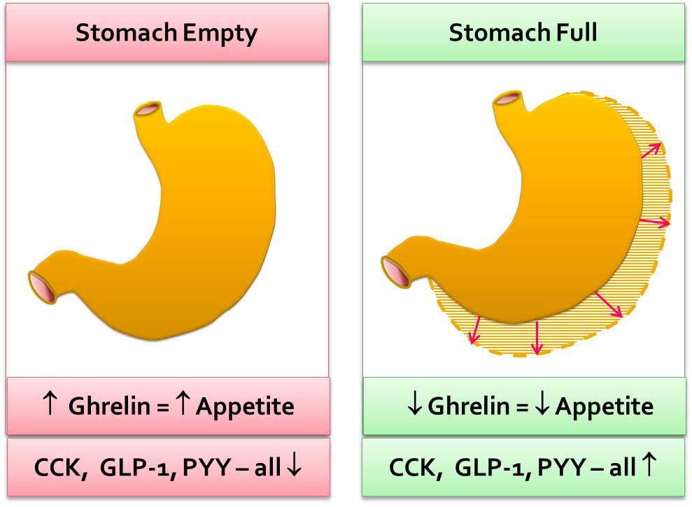 Ghrelin hay còn được biết đến với cái tên "hormone đói" hay lenomorelin