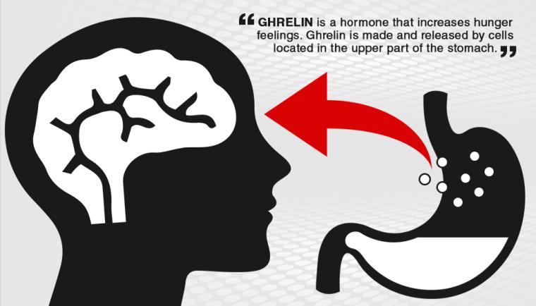 Nồng độ Ghrelin trong cơ thể tăng cao khi đói, gây cảm giác thèm ăn