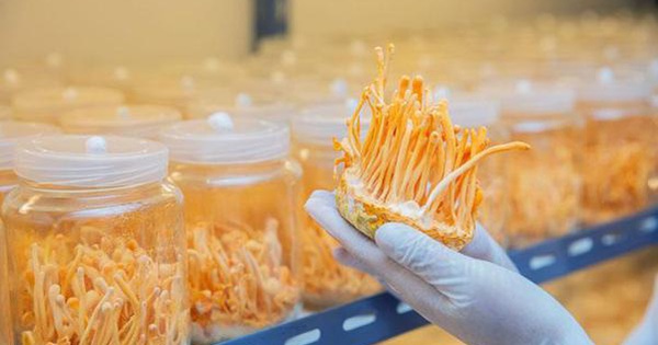 Báo giá đông trùng hạ thảo ngâm mật ong tại HCM