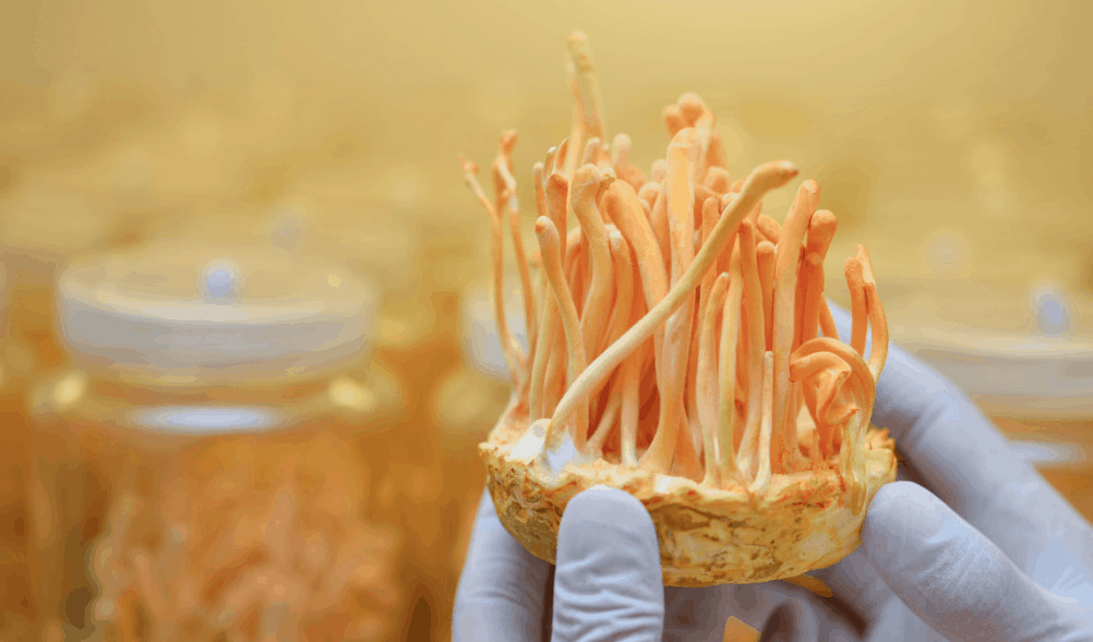Đông trùng hạ thảo có phải là thuốc chữa bệnh? 1